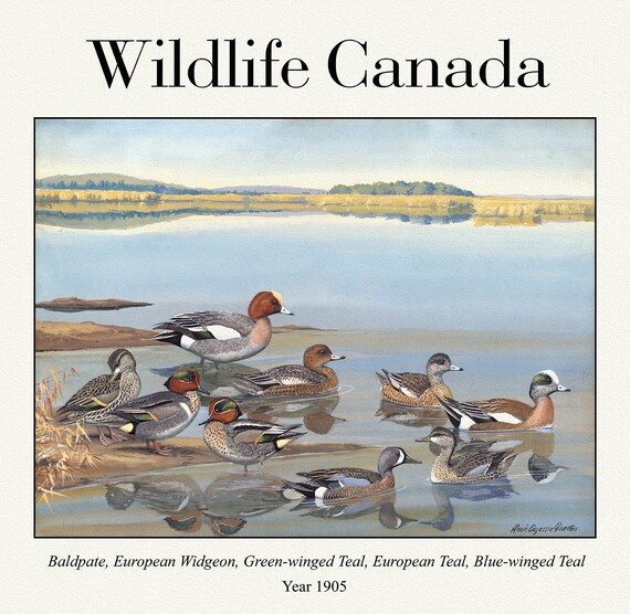 Wildlife Canada, Baldpate, European Widgeon, Green-winged Teal, European Teal, Blue-winged Teal, 1905, canvas,  50 x 70 cm, 20 x 25" approx.