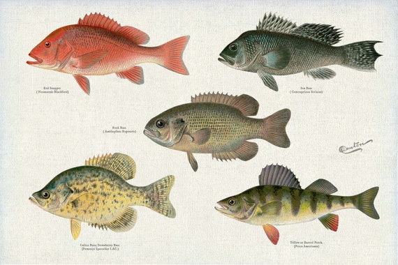Illustrative Set of Fishes of North America Ver. II, 1913, Denton auth., fishing print on cotton canvas, 50 x 70 cm, 20 x 25" approx.