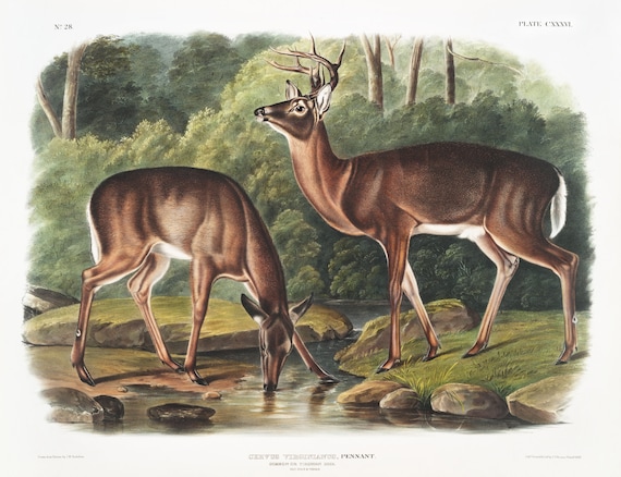 J.J. Audobon, Deer or Virginian Deer (Cervus Virginianus) from the viviparous quadrupeds of North America (1845) , 20 x 25" approx.