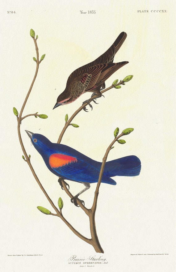 J.J. Audubon,  Prairie starling. Icterus gubernator, Aud. Male, 1. Female, 2., 1835 , print on canvas,  50 x 70 cm, 20 x 25" approx.