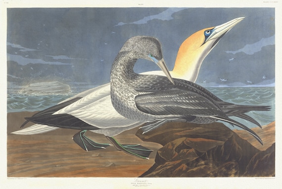 J.J. Audubon,  Gannet. Sula bassana, Lacep. Adult male, 1. Young first winter, 2. Gannet rock, Gulf of St. Lawrence, 1835, 20 x 25" approx.