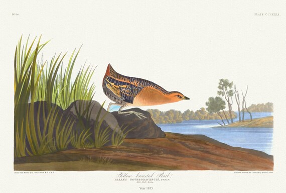 J.J. Audubon, Yellow-breasted rail.  Rallus noveboracensis, Bonap. Male adult spring, 1835 , print on canvas,  50 x 70 cm, 20 x 25" approx.