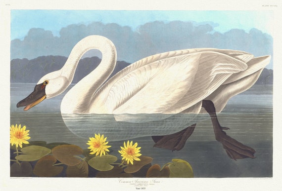J.J. Audubon,  Common American swan. Cygnus americanus, Sharplefs. Nymphea flava, 1835 , print on canvas,  50 x 70 cm, 20 x 25" approx.
