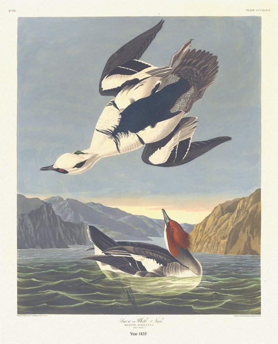 Smew or white nun. Mergus albellus,. c.1 v.4 plate 347, 1836  Audobon auth., vintage  print on canvas,  50 x 70 cm, 20 x 25" approx.