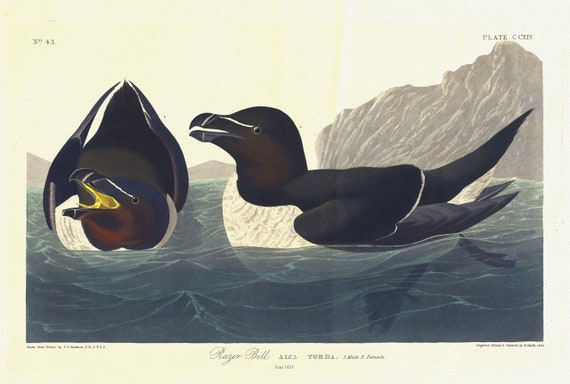 J.J. Audubon, Razor bill. Alca torda. 1. Male. 2. Female, 1835, vintage nature print on canvas,  50 x 70 cm, 20 x 25" approx.