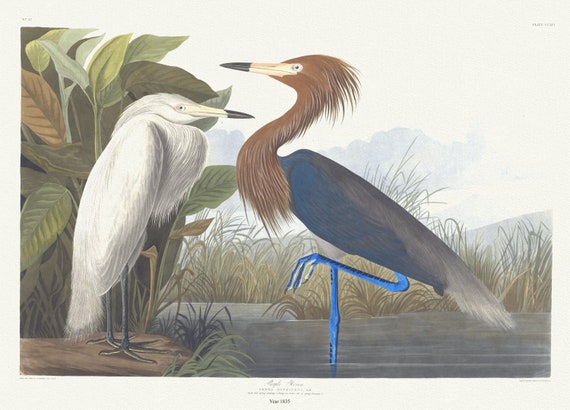 J.J. Audubon,  Purple heron. Ardea rufescens, Buff. Adult full spring plumage, 1. Young , 1835, on canvas,  50 x 70 cm, 20 x 25" approx.