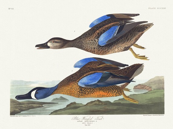 J.J. Audobon,  Blue-winged teal .Anas discors, L. Male, 1. Female, 1835, vintage nature print on canvas,  50 x 70 cm, 20 x 25" approx.