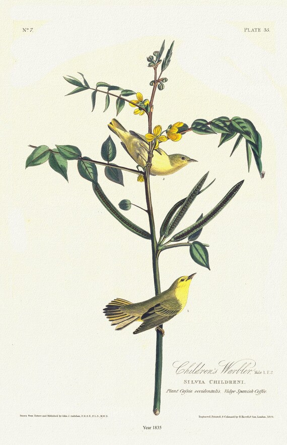 J.J. Audobon,  Children's warbler. Male, 1. F. 2. Silvia childreni. Plant cassia occidentalis. Vulgo Spanish coffee, 1835, 20 x 25" approx.