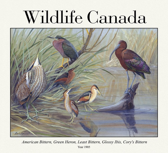 Wildlife Canada, American Bittern, Green Heron, Least Bittern, Glossy Ibis, Cory's Bittern ,print on canvas,  50 x 70 cm, 20 x 25" approx.