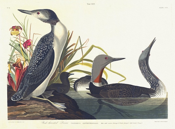 J.J. Audubon,  Red-throated diver.Colymbus septentrionalis. Male adult summer plumage, 2. Adult female, 3. Young, 1835, 20 x 25" approx.