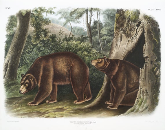 J.J. Audobon, Cinnamon Bear (Ursus Americanus var. Cinnamonum) from the viviparous quadrupeds of North America (1845),  20 x 25" approx.