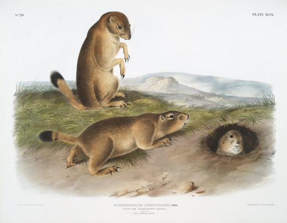 J.J. Audobon, Prairie Dog or Prairie marmot squirrel (Spermophilus ludovicianus) from the viviparous quadrupeds of North America (1845)