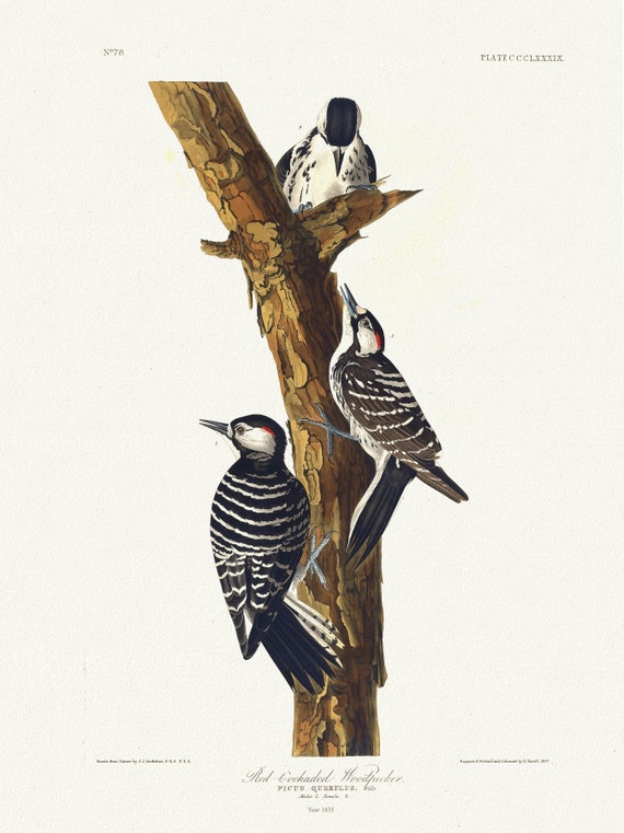 J.J. Audobon, Red-cockaded woodpecker Picus querulus, c.1 v.4 plate 389, 1835, vintage nature print on canvas,  50 x 70 cm, 20 x 25" approx.