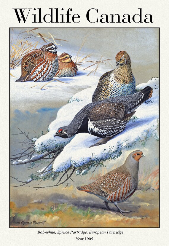 Wildlife Canada, Bob-white, Spruce Partridge, European Partridge, 1905 , vintage nature print on canvas,  50 x 70 cm, 20 x 25" approx.