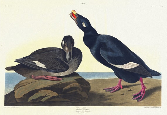 J. .J. Audubon, Velvet duck. Fuligula fusca. Male, 1. Female, 2, 1835, vintage nature print on canvas,  50 x 70 cm, 20 x 25" approx.