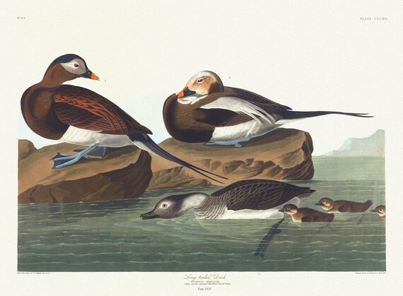 J.J. Audubon, , Long-tailed duck. Fuligula glacialis. 1. Male. 2. Male winter. 3. Female young, 1835, canvas,  50 x 70 cm, 20 x 25" approx.