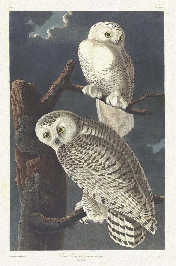 J.J. Audubon,  Snowy owl. Strix nyctea, Linn. Male, 1, female, 2, 1835 , vintage nature print on canvas,  50 x 70 cm, 20 x 25" approx.