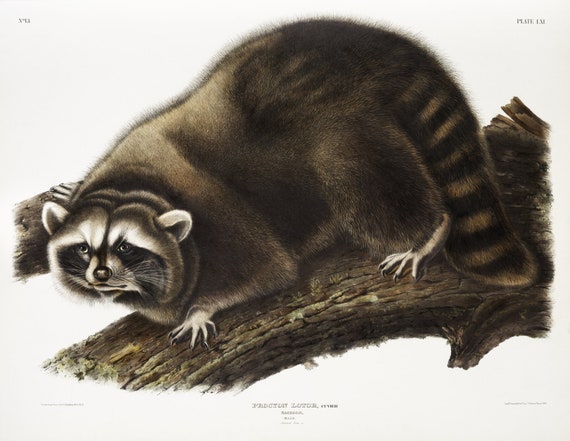 J.J. Audobon, Raccoon (Procyon lotor) from the viviparous quadrupeds of North America (1845)  , on canvas,  50 x 70 cm, 20 x 25" approx.