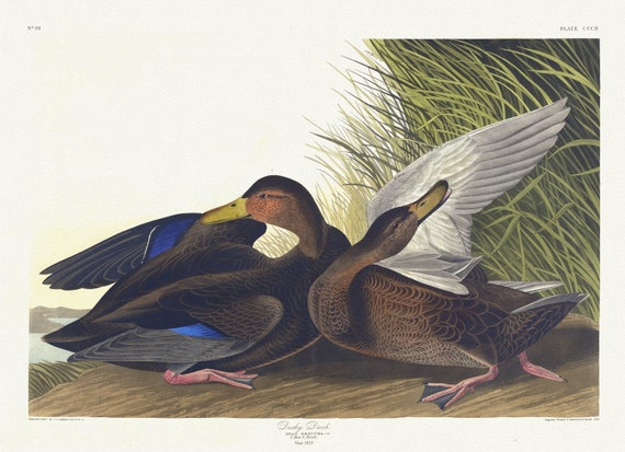 J.J. Audubon,  Dusky duck. Anas obscura, Gm. 1. Male. 2. Female, 1835, vintage nature print on canvas,  50 x 70 cm, 20 x 25" approx.