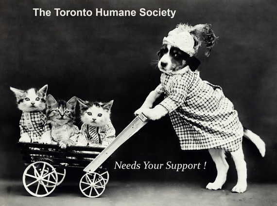 The Toronto Humane Society Needs Your Support, Ver. II, vintage poster on durable cotton canvas, 50 x 70 cm, 20 x 25" approx.