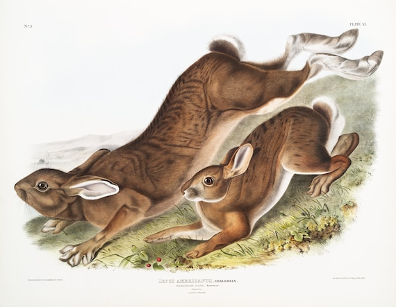 J.J. Audobon, Northern Hare (Lepus Americanus) from the viviparous quadrupeds of North America (1845) ,canvas,  50 x 70 cm, 20 x 25" approx.