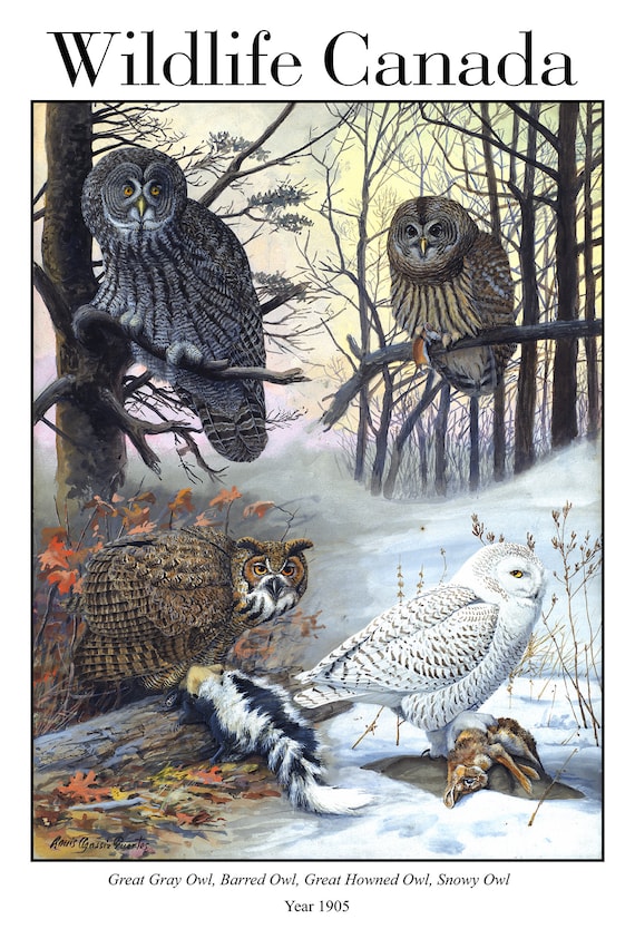 Wildlife Canada, Great Gray Owl, Barred Owl, Great Horned Owl, Snowy Owl, 190 , nature print on canvas,  50 x 70 cm, 20 x 25" approx.5