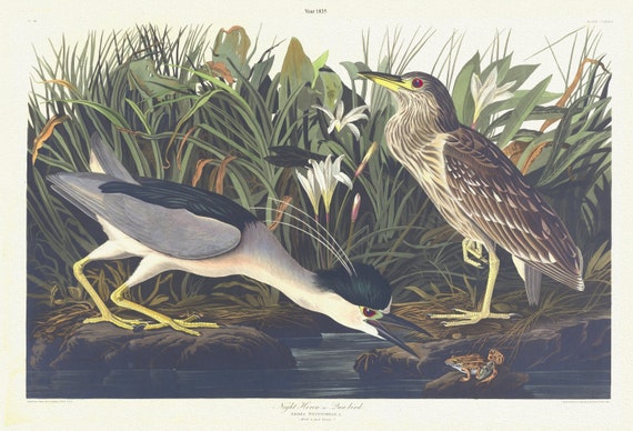 J.J. Audubon, Night heron or qua bird. Ardea nycticorax, L. Adult 1 and young 2, 1835,  print on canvas,  50 x 70 cm, 20 x 25" approx.