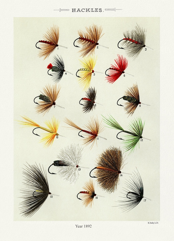 Hackles, 1892 by Mary Orvis Marbury , vintage nature print on canvas,  50 x 70 cm, 20 x 25" approx.