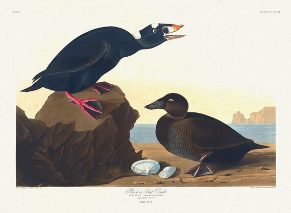 Black or surf duck. Fuligula perspicillata.plate 317, 1836  Audobon auth. , vintage nature print on canvas,  50 x 70 cm, 20 x 25" approx.