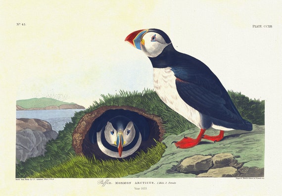 J.J. Audobon, Puffin. Mormon arcticus. 1. Male. 2. Female. c.1 v.3 plate 213, 1835, vintage  print on canvas,  50 x 70 cm, 20 x 25" approx.