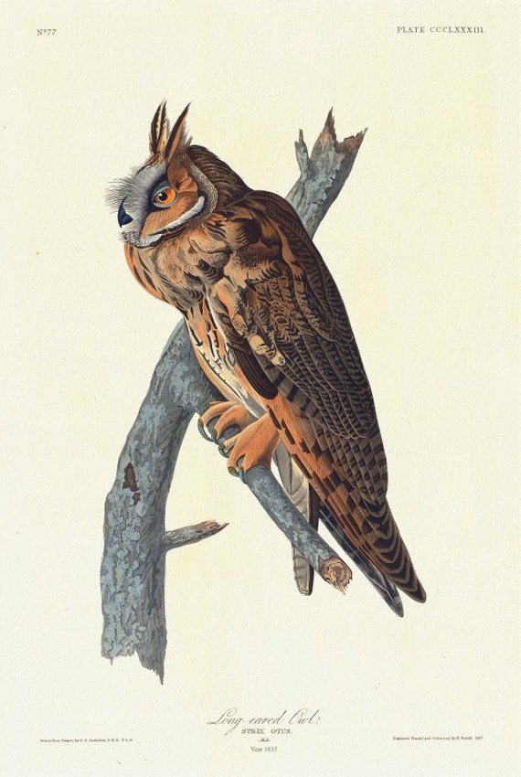 J.J. Audobon, Long-eared owl .Strix otus. Male. c.1 v.4 plate 383, 1835, vintage nature print on canvas,  50 x 70 cm, 20 x 25" approx.