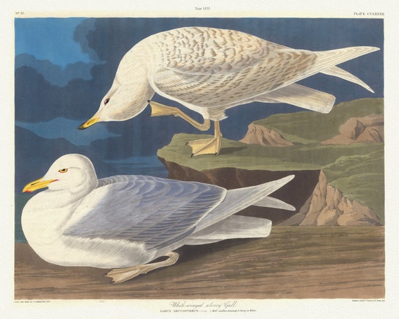 J.J. Audubon, White-winged silvery gull Larus leucopterus, Bonap. 1. Male summer plumage. 2. Young, 1835 , canvas,  20 x 25" approx.