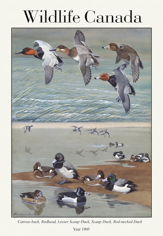 Wildlife Canada, Canvas-back, Redhead, Lesser Scaup Duck, Scaup Duck, Red-necked Duck, 1905 , on canvas,  50 x 70 cm, 20 x 25" approx.