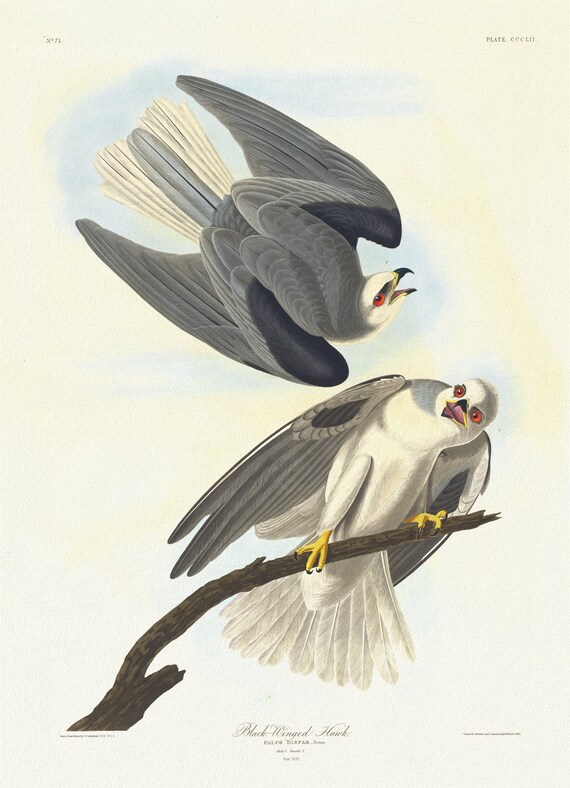 J.J. Audobon,  Black-winged hawk.Falco dispar, Temm. Male, 1. Female, 2.  plate 352, 1835 , on canvas,  50 x 70 cm, 20 x 25" approx.