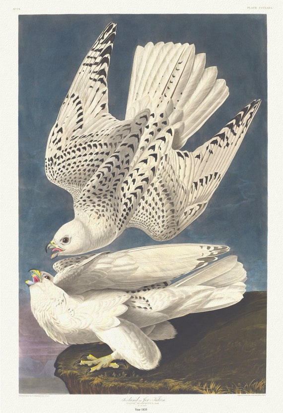 J.J. Audubon, Iceland or jer falcon Falco islandicus, Lath, 1835, vintage nature print on canvas,  50 x 70 cm, 20 x 25" approx.