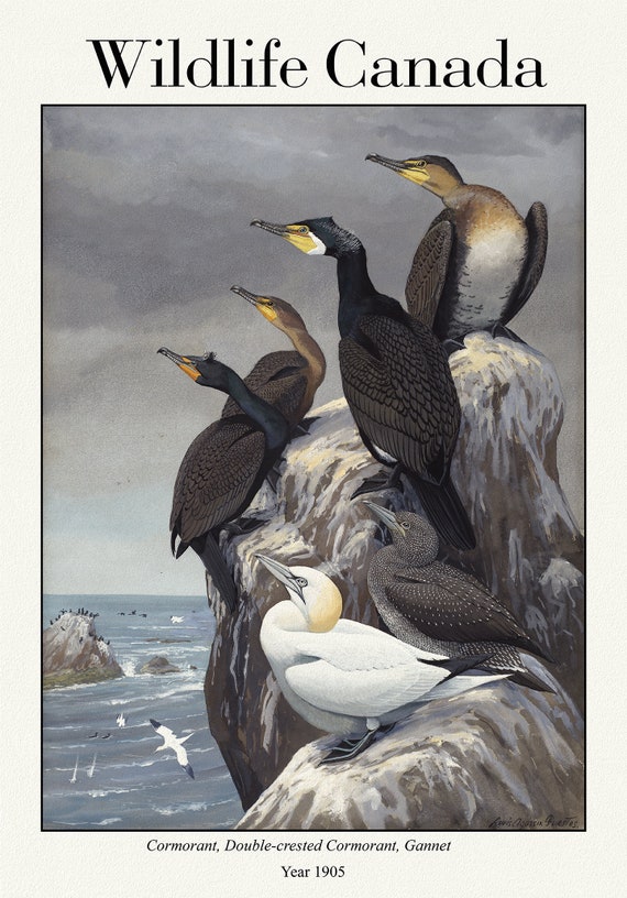 Wildlife Canada, Cormorant, Double-crested Cormorant, Gannet, 1905, vintage nature print on canvas,  50 x 70 cm, 20 x 25" approx.