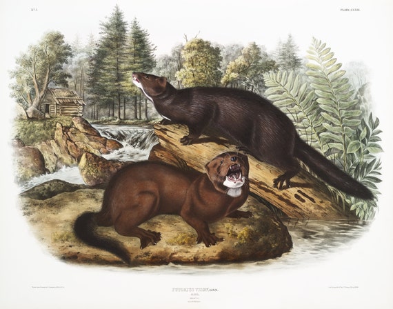 J.J. Audobon, Mink (Putorius vison) from the viviparous quadrupeds of North America (1845),  print on canvas,  50 x 70 cm, 20 x 25" approx.