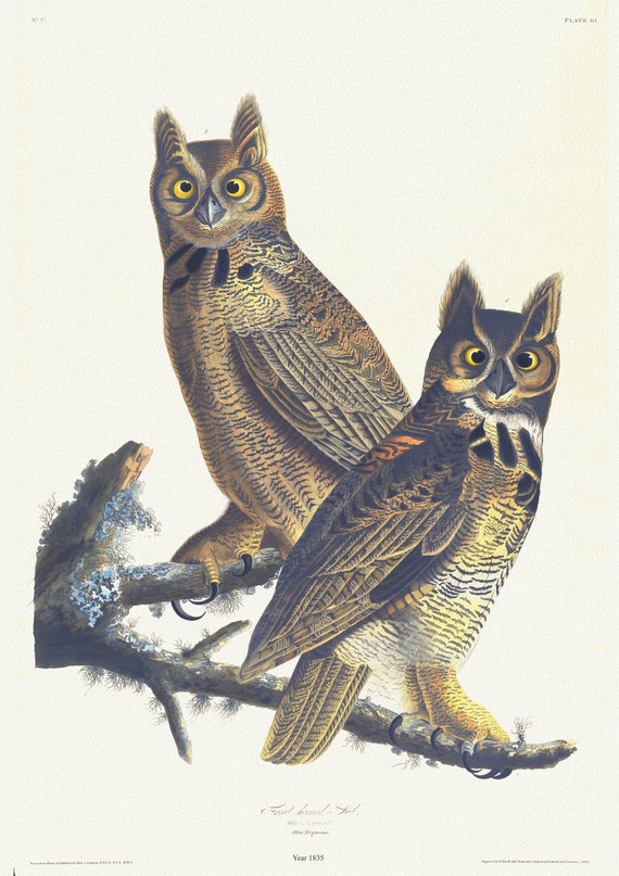 J.J. Audubon, Great horned-owl. Male, 1. F. young, 2. Strix virginiana, 1835, vintage nature print on canvas,  50 x 70 cm, 20 x 25" approx.