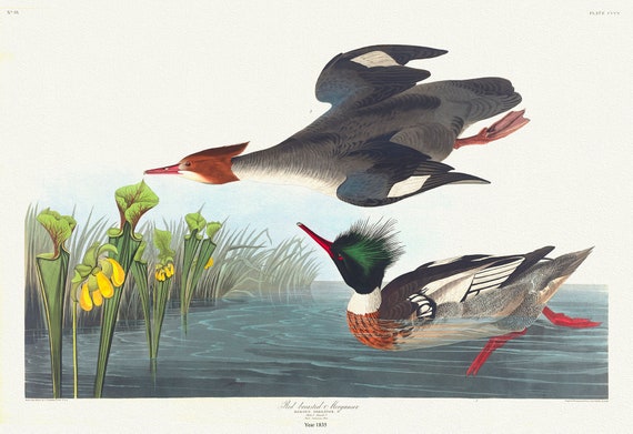 Red-breasted merganser. Mergus serrator, sarracenia flava., 1836  Audobon auth. , v nature print on canvas,  50 x 70 cm, 20 x 25" approx.
