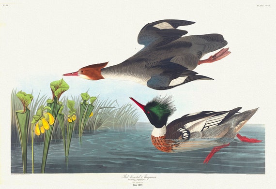 Red-breasted merganser. Mergus serrator, sarracenia flava., 1836  Audobon auth. , v nature print on canvas,  50 x 70 cm, 20 x 25" approx.