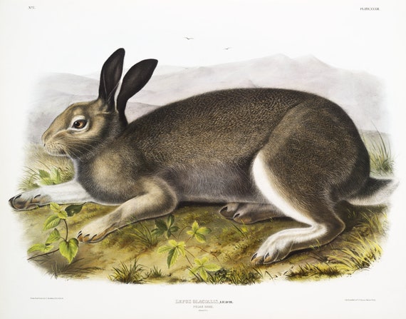 J.J. Audobon, Polar Hare (Lepus glacialis) from the viviparous quadrupeds of North America (1845), on canvas,  50 x 70 cm, 20 x 25" approx.