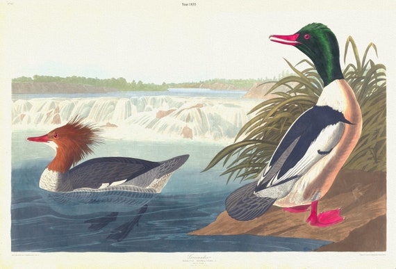 J.J. Audubon, Goosander.  Mergus merganser, L. Male, 1. Female, 2. 1835, vintage nature print on canvas,  50 x 70 cm, 20 x 25" approx.