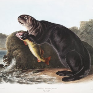 J.J. Audobon, Nutria marina (Enhydra marina) de los cuadrúpedos vivíparos de América del Norte (1845), sobre lienzo, 50 x 70 cm, 20 x 25" aprox.