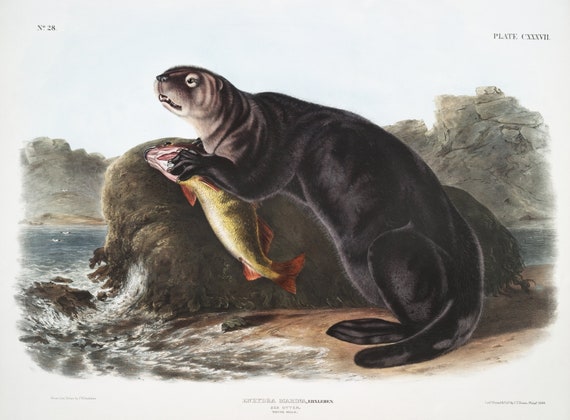 J.J. Audobon, Sea Otter (Enhydra marina) from the viviparous quadrupeds of North America (1845) , on canvas,  50 x 70 cm, 20 x 25" approx.
