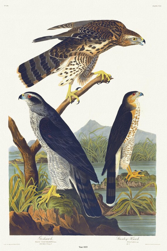 J.J. Audubon, Goshawk, Stanley hawk. Falco palumbarius, Linn. Adult male, 1. Young, 2. Falco stanleii, 1835 ,  20 x 25" approx.