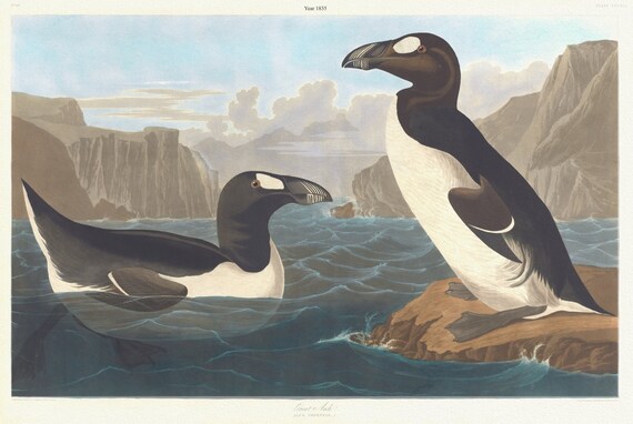 J.J. Audubon,  Great auk. Alca impennis, L. c., 1835 , vintage nature print on canvas,  50 x 70 cm, 20 x 25" approx.