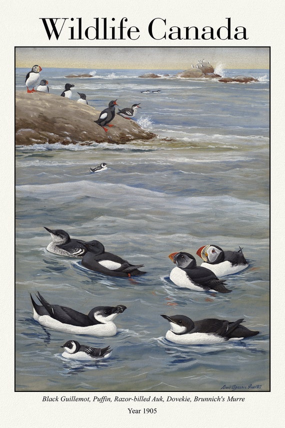 Wildlife Canada, Black Guillemot, Puffin, Razor-billed Auk, Dovekie, Brunnich's Murre, 1905