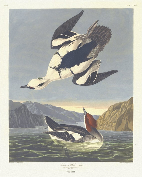 J.J. Audobon, Smew or white nun. Mergus albellus, L. Male, 1. Female, 2. c.1 v.4 plate 347, 1835