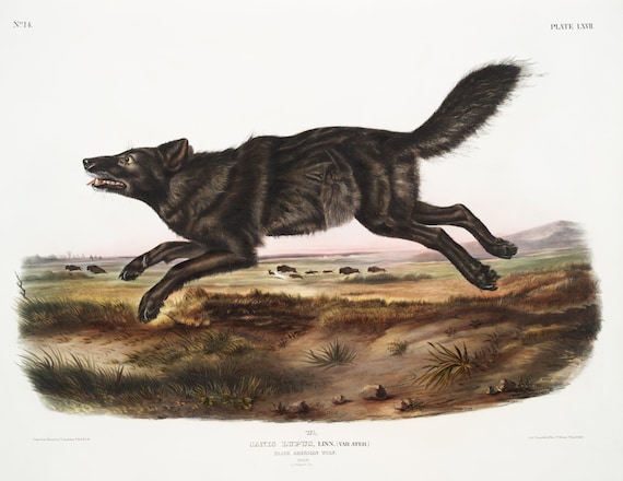 J.J. Audobon, Black Wolf (Canis lupus) from the viviparous quadrupeds of North America (1845),  on canvas,  50 x 70 cm, 20 x 25" approx