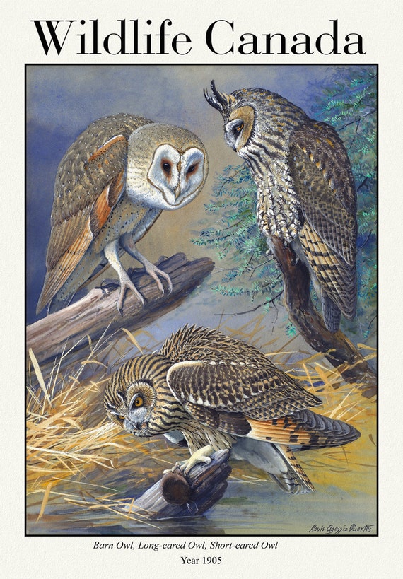 Wildlife Canada, Barn Owl, Long-eared Owl, Short-eared Owl, 1905, vintage nature print on canvas,  50 x 70 cm, 20 x 25" approx.